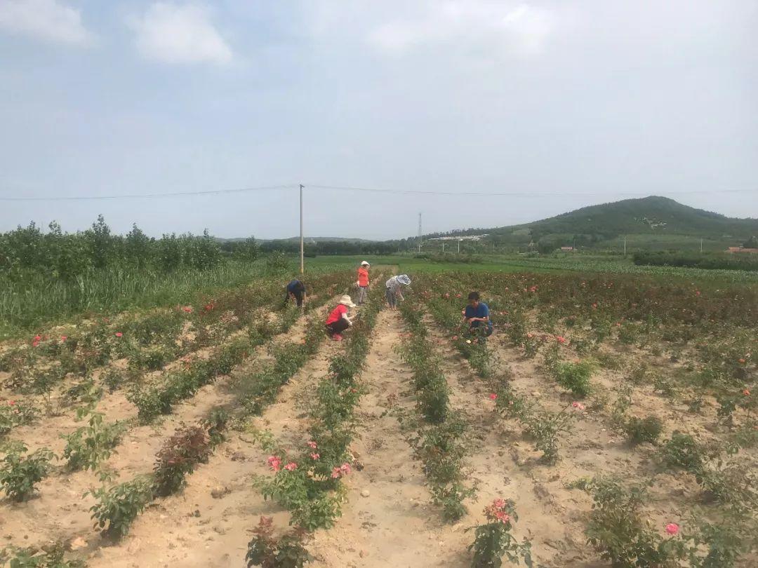 一路繁花问题出在哪？深度解析