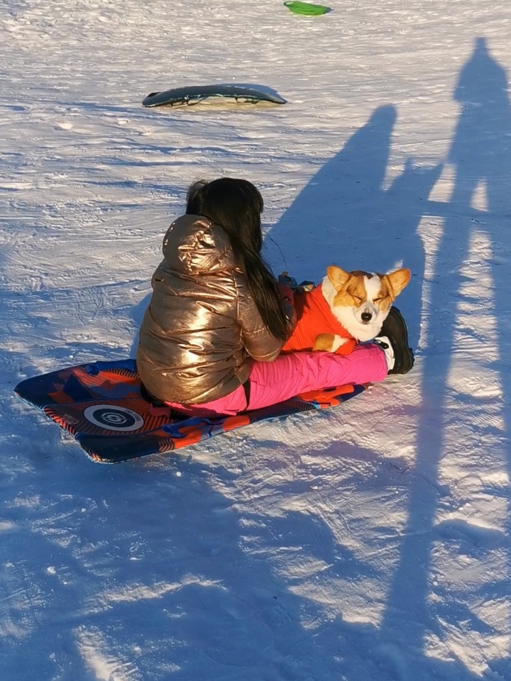 狗狗滑雪记，一场意外的踩踏冒险