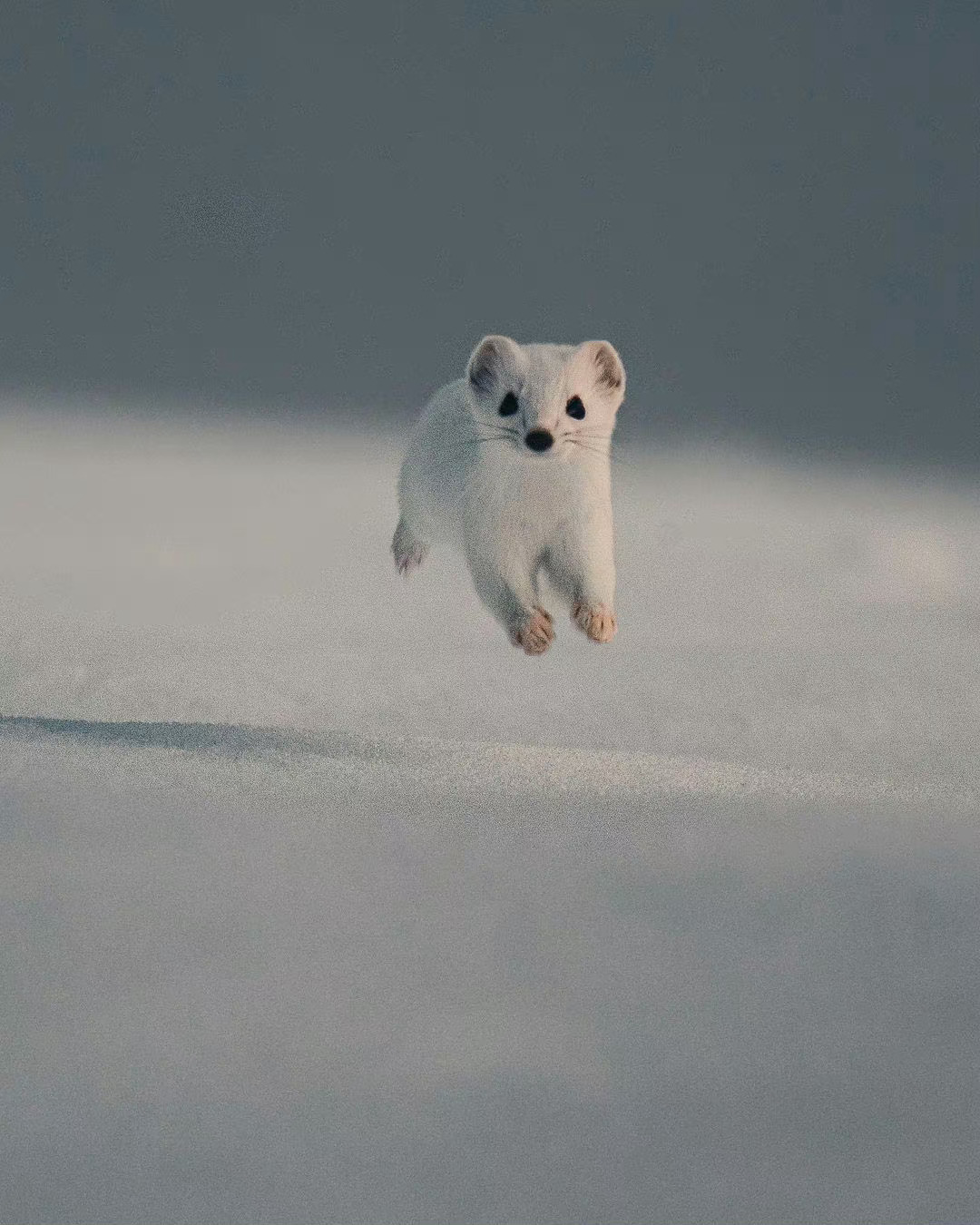 雪地奇遇，与白鼬的萌趣邅刻🐾