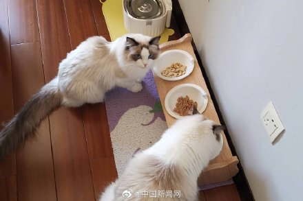 女子上门喂猫服务走红，一天百元，照顾多达二十家猫咪的幸福时光