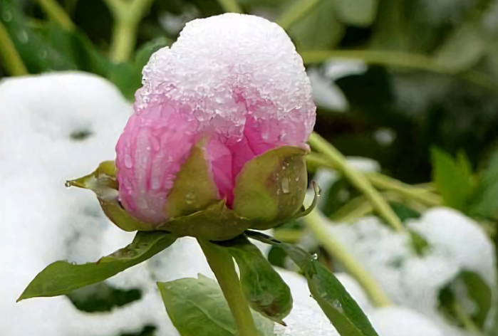 冬去春会来 雪化花会开