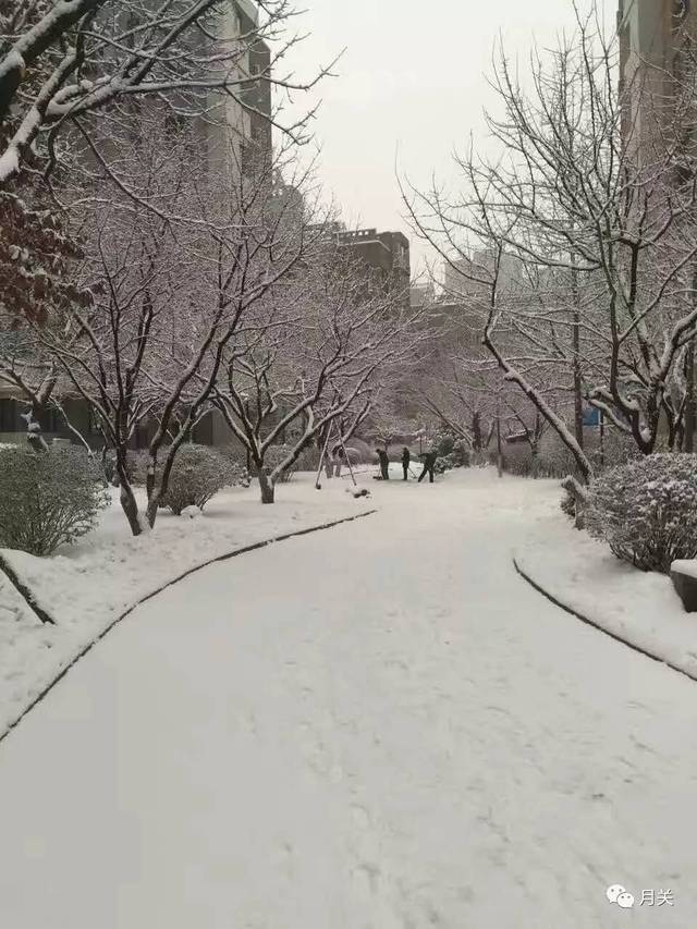 沈阳下雪了，漫天飞舞的雪花