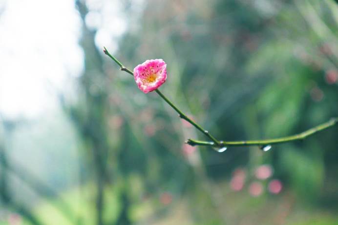 东风随春归，枝上花开启新篇——春季盛景下的生态繁荣与活力展望