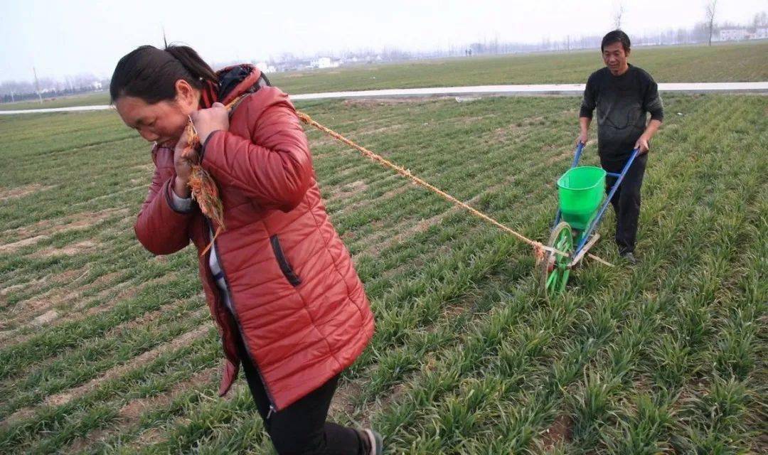 女子浇地后小麦全冻住，这是咋回事？揭秘背后的真相与应对攻略