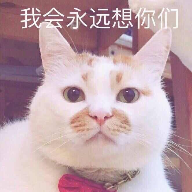 24岁网红猫又又突然离世，背后真相令人心碎，粉丝集体泪崩！